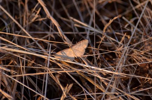 Idaea humiliata